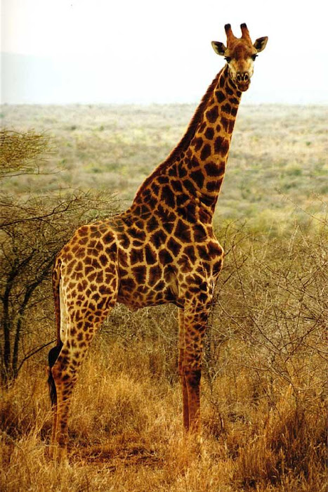 Giraffe - Nice Photo Collection Part II...